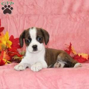 Peony, Boston Terrier Mix Puppy